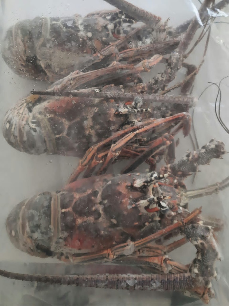 LANGOSTA ENTERA CRUDA (ENVASE 1KG)