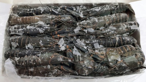 LANGOSTA DE AGUA DULCE (Envase 2 kg)