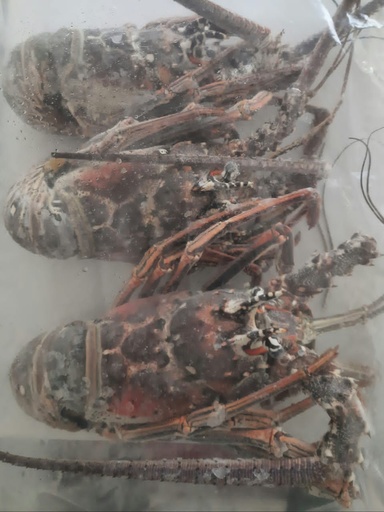 LANGOSTA ENTERA CRUDA (ENVASE 1KG)